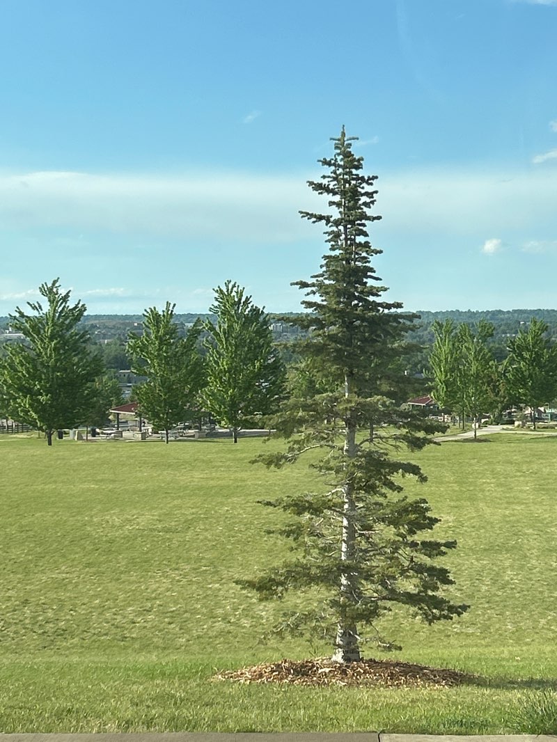 walking near me in Discovery Park in summer