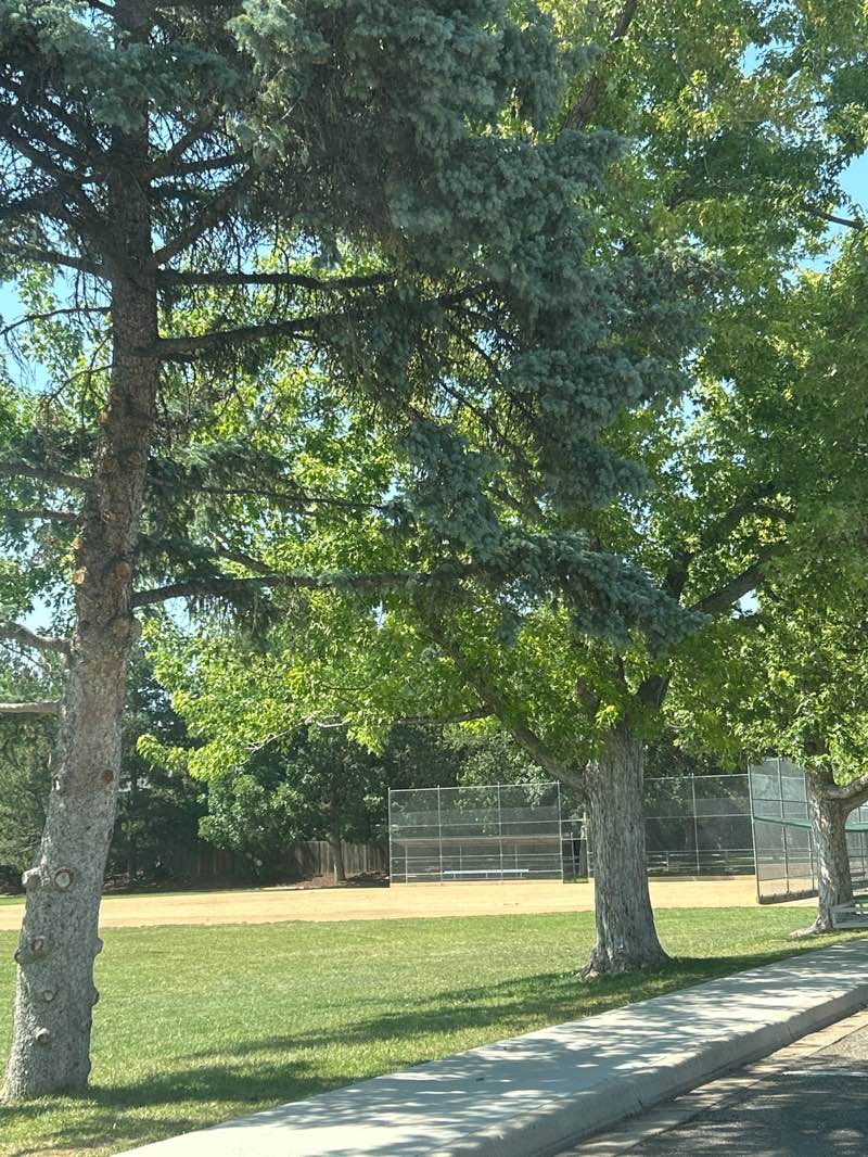 walking near me in Curtis Park in summer