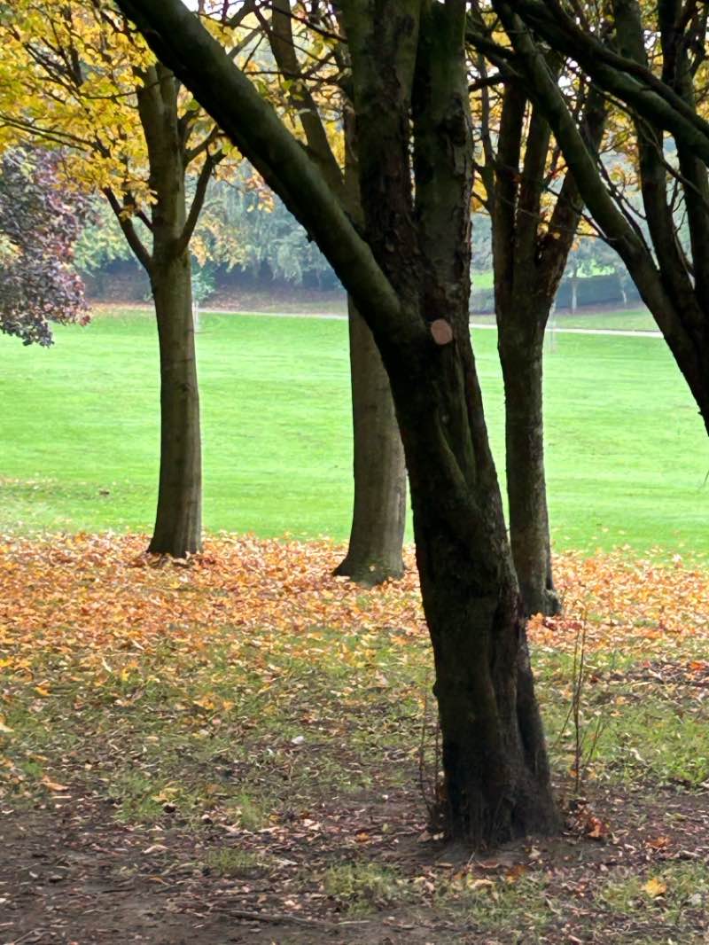 walking near me in Sherdley Park in autumn