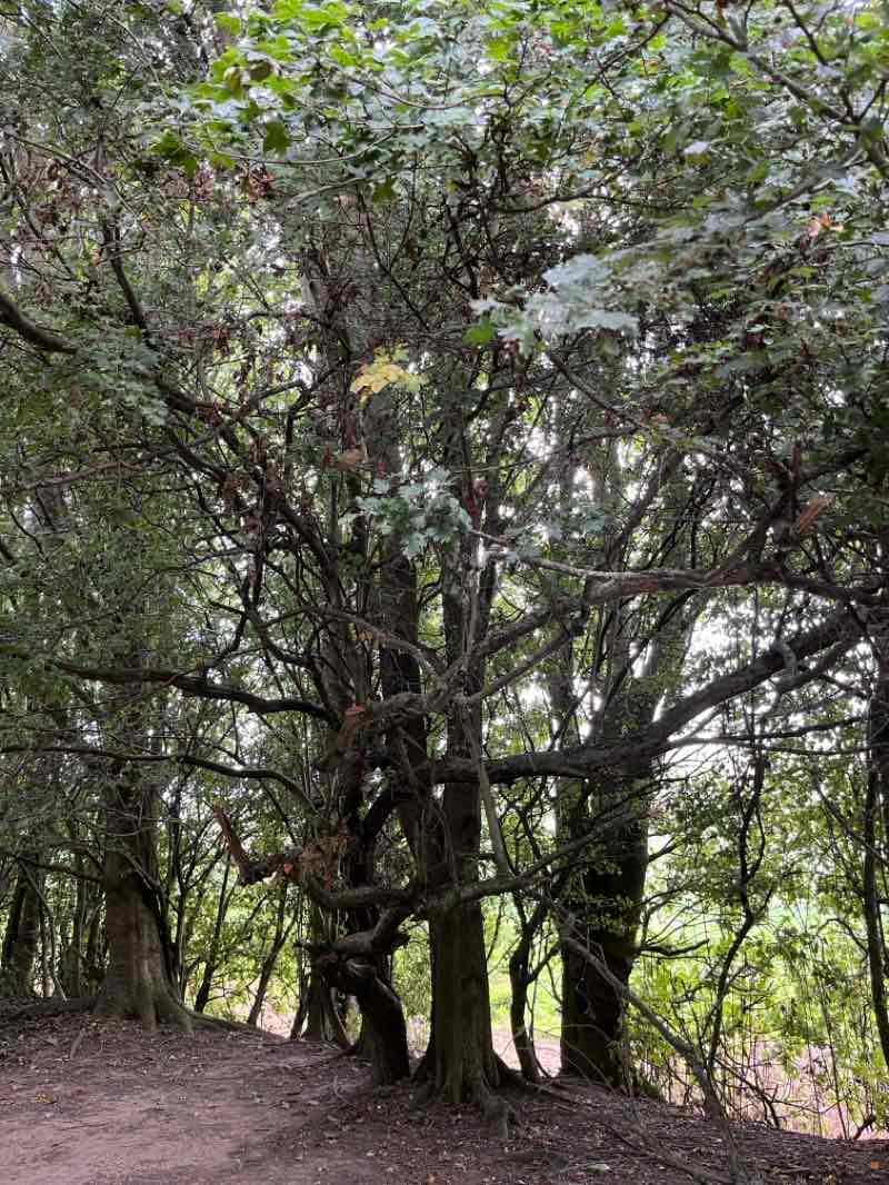 walking near me in Thrybergh Country Park in autumn