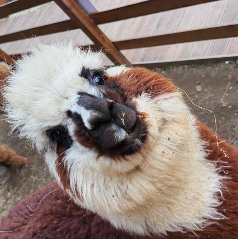 Dantone team Валерия Печугина post image