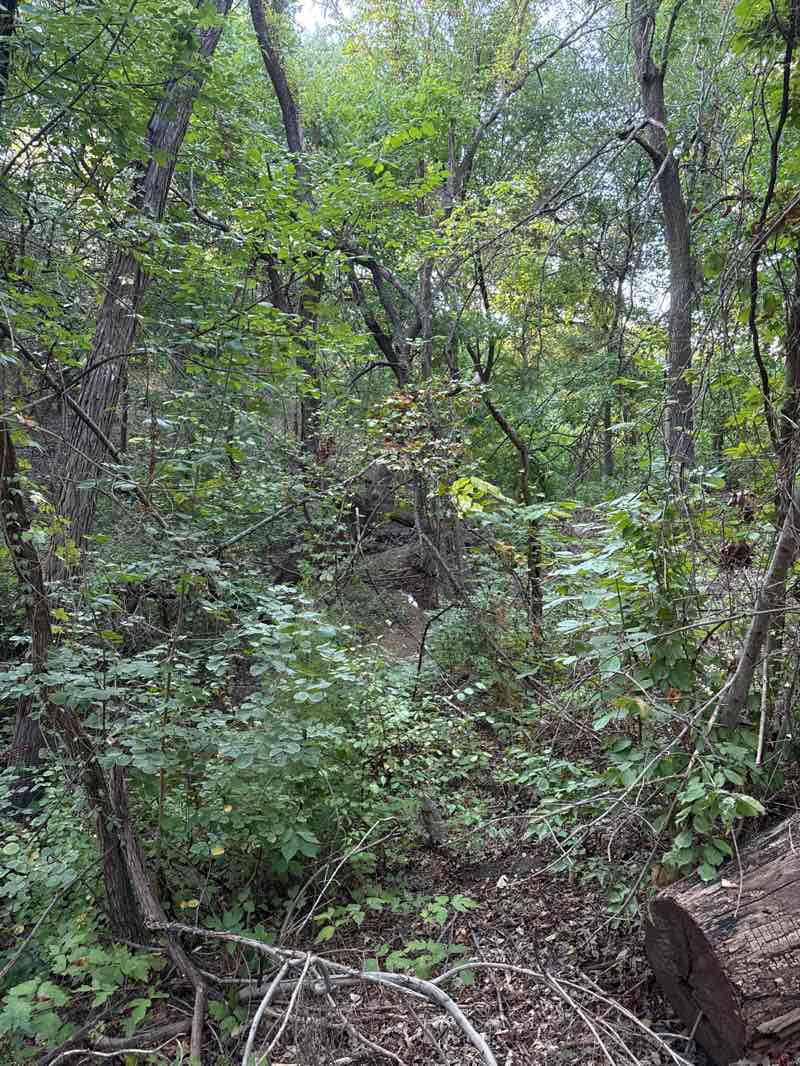walking near me in The Thicket in autumn