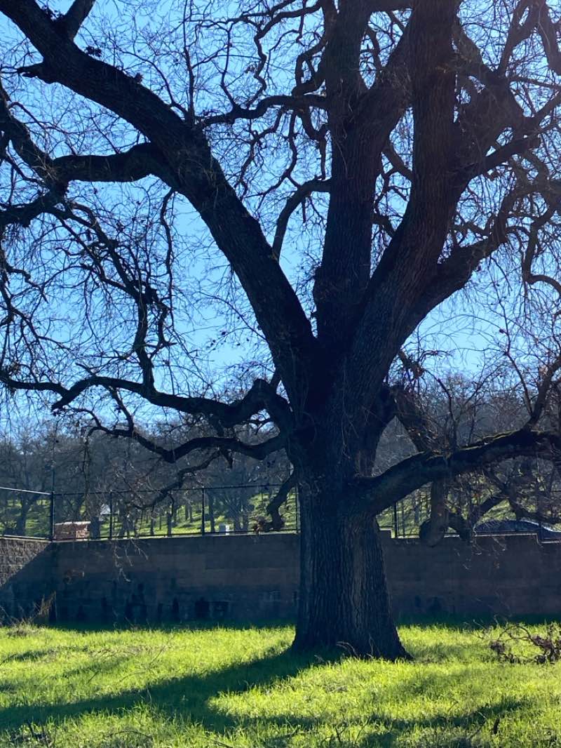 walking near me in Nisenan Community Park in winter