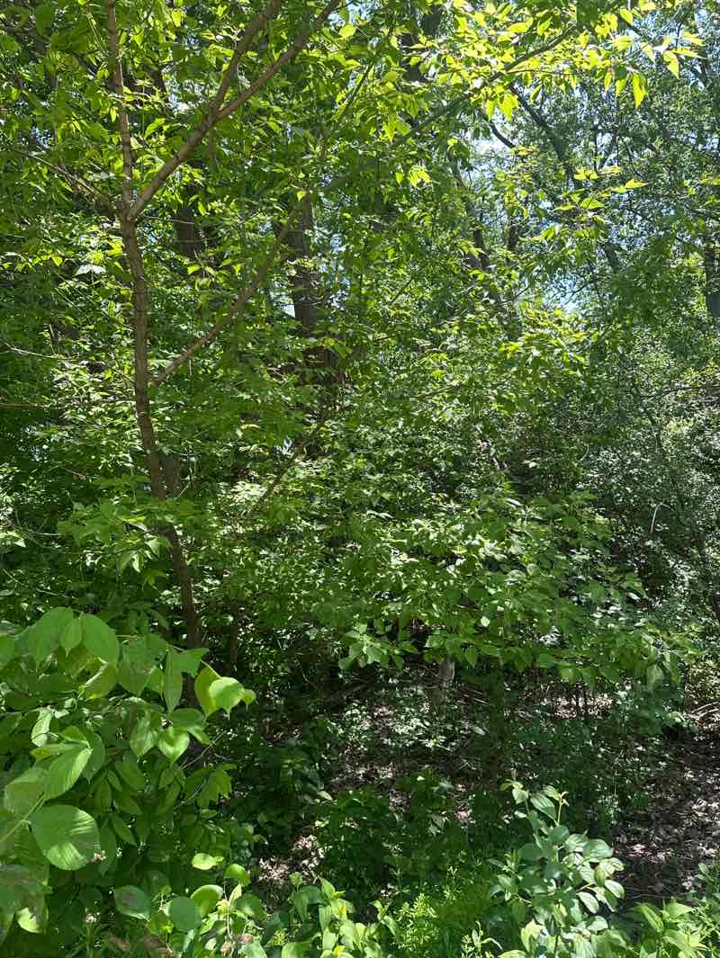 walking near me in Gorski Park in summer