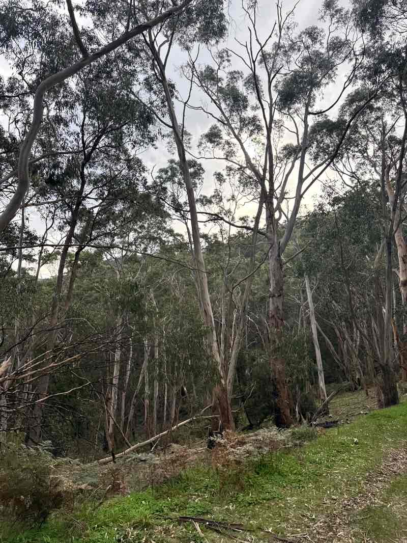 walking near me in Cleland National Park in winter