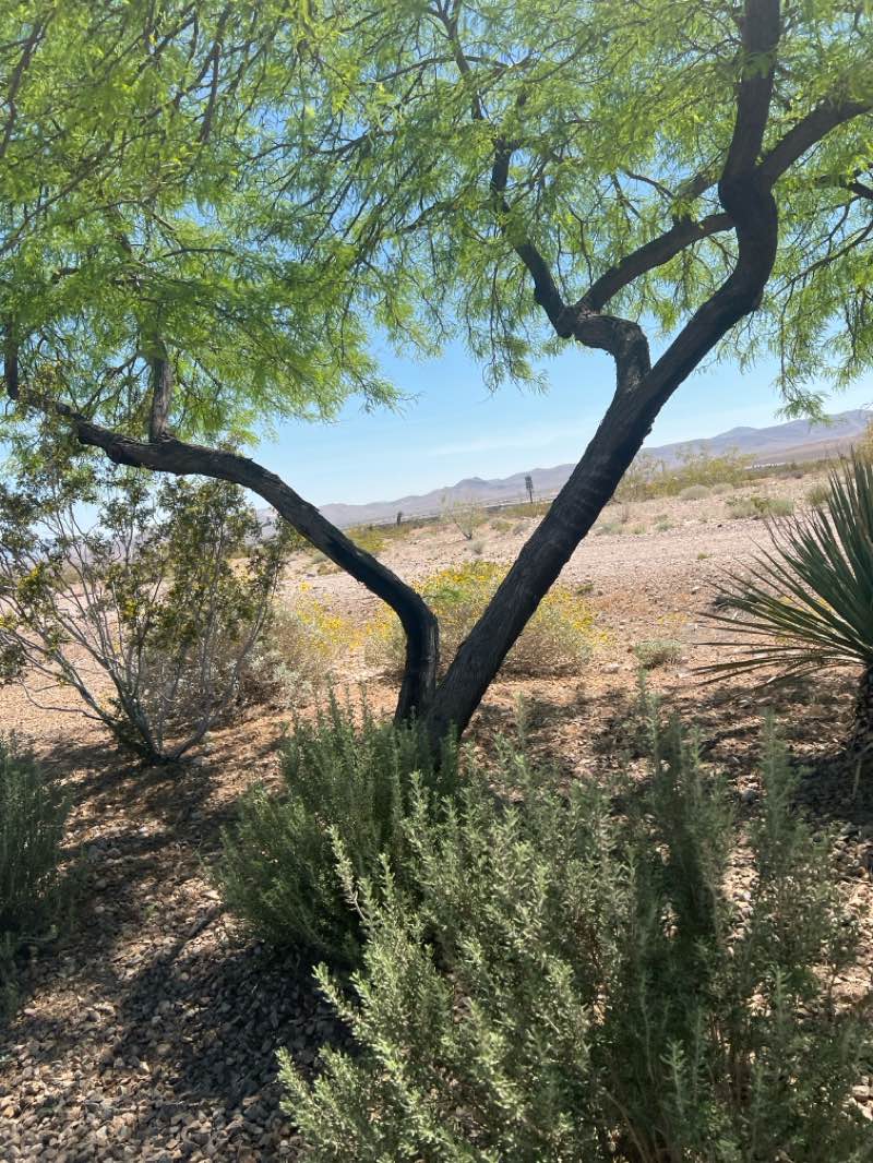 walking near me in Mountains Edge Regional Park in spring