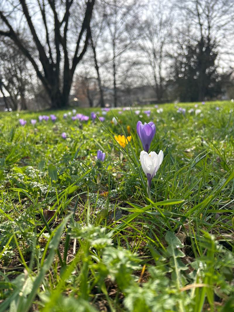 walking near me in Traifelbergplatz in spring