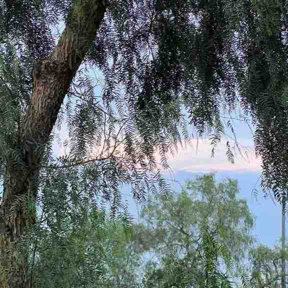 نادي الطحاطيح الجوهرة post image