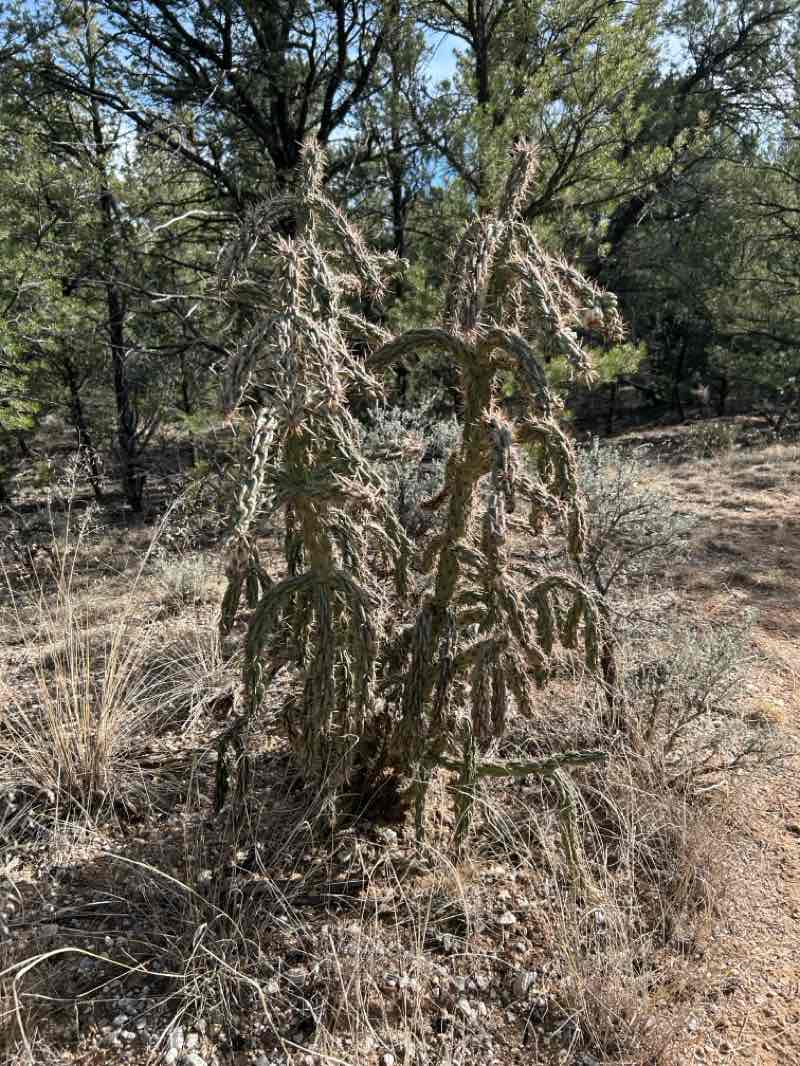 walking near me in Carson National Forest in spring