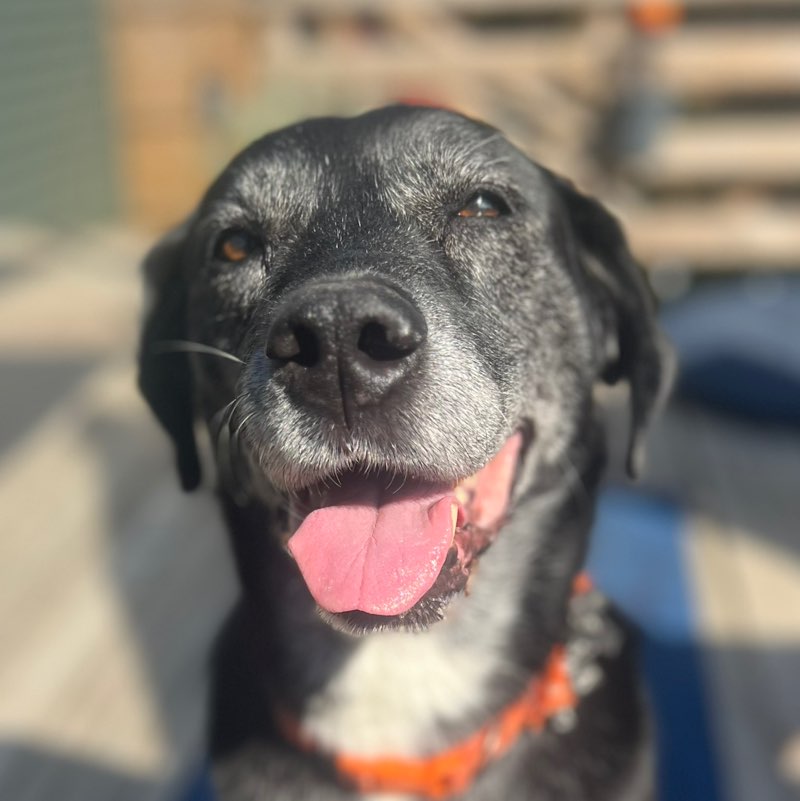 stephaniebrammann icon