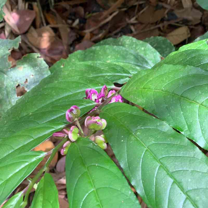 Mohammad Fadhli post 1