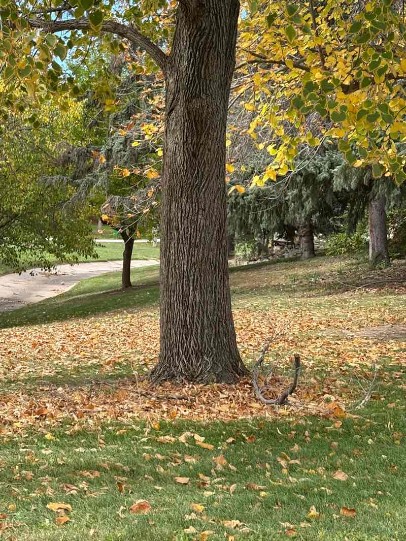 walking near me in Southwest Greenbelt in autumn