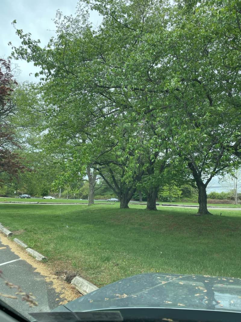 walking near me in Rose Tree Park in spring