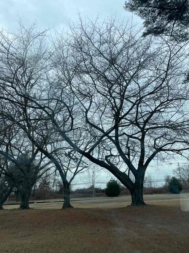 walking near me in Rose Tree Park in winter