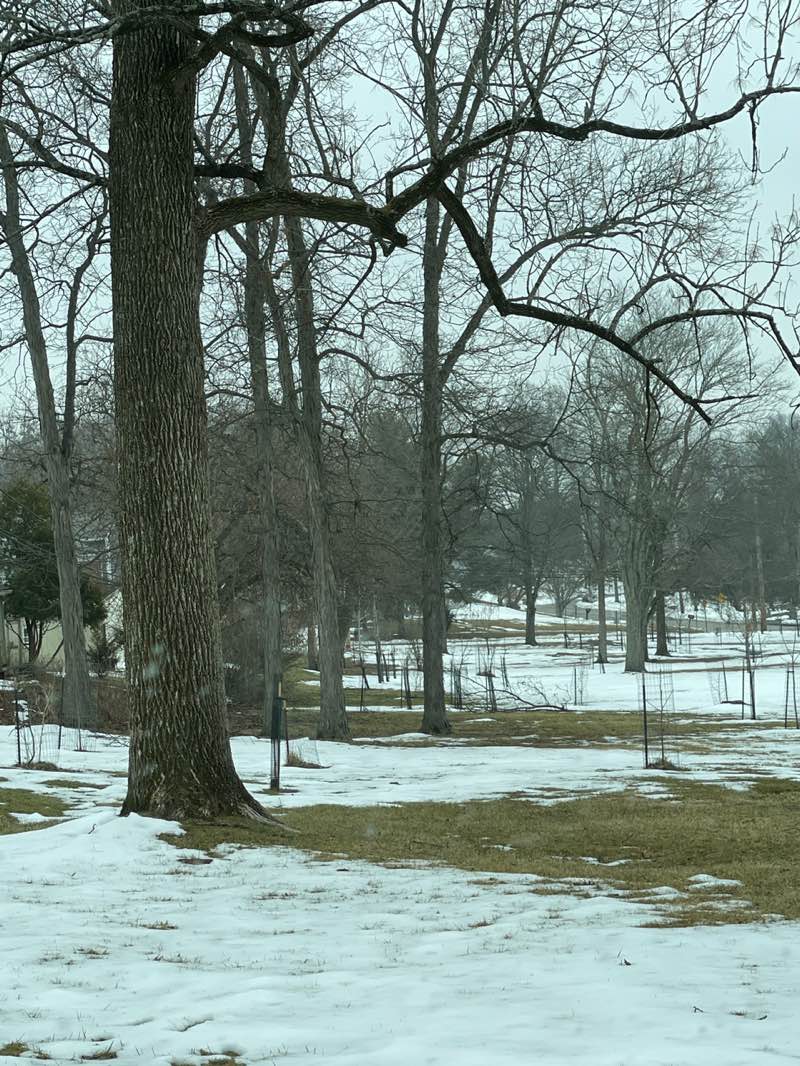 walking near me in Bishop Hollow Park in winter