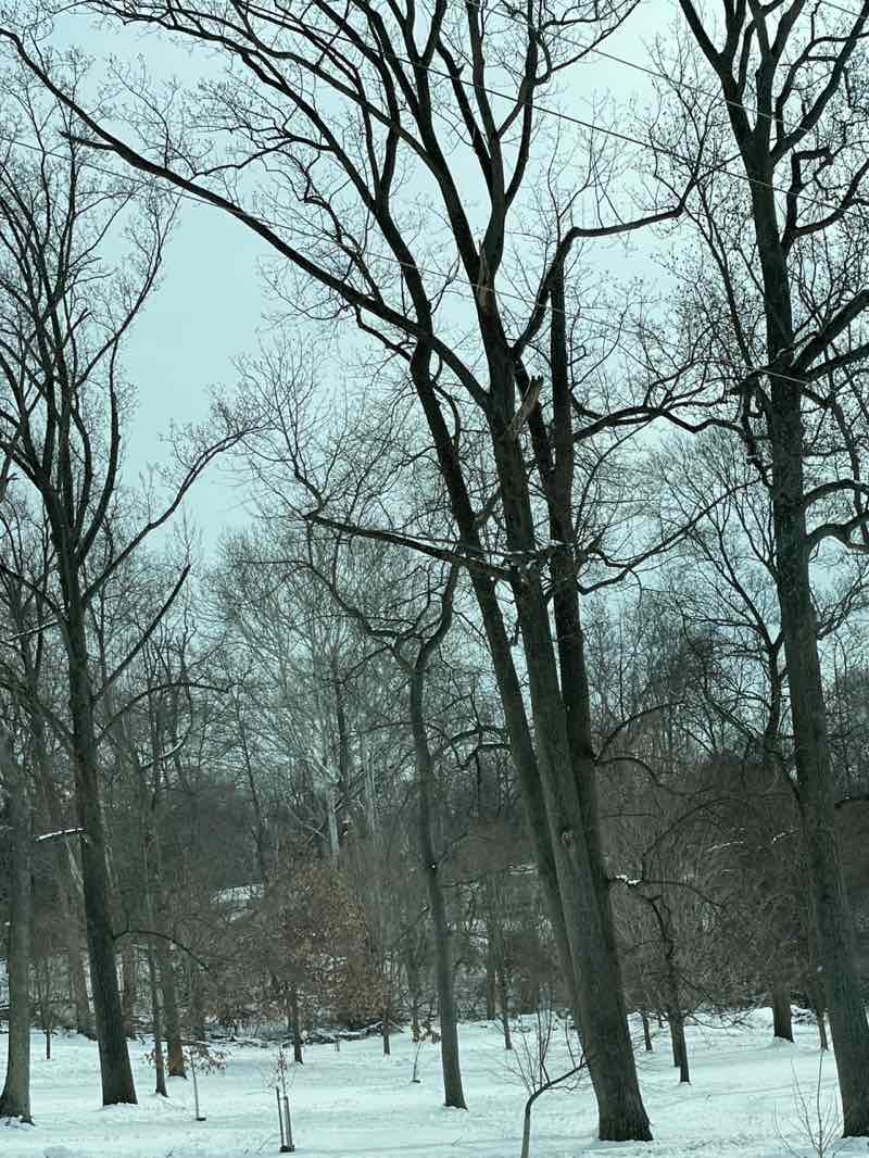 walking near me in New Ardmore Ave Park in winter