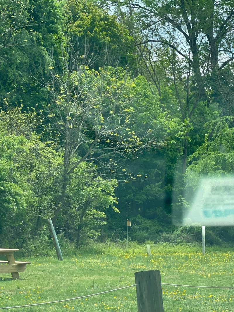 walking near me in Louis Scott Memorial Park in spring