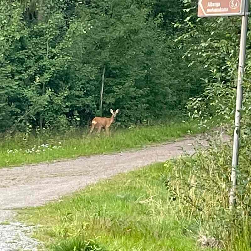 Stride for 28 – Walking Club Anastasia Serebryakova post image