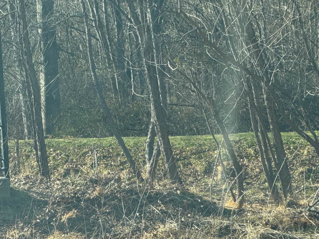 walking near me in Atholton Park in spring