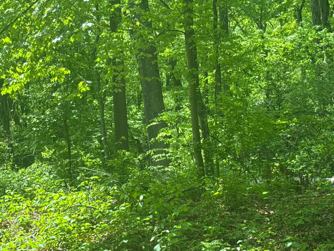 walking near me in Brown's Park in spring