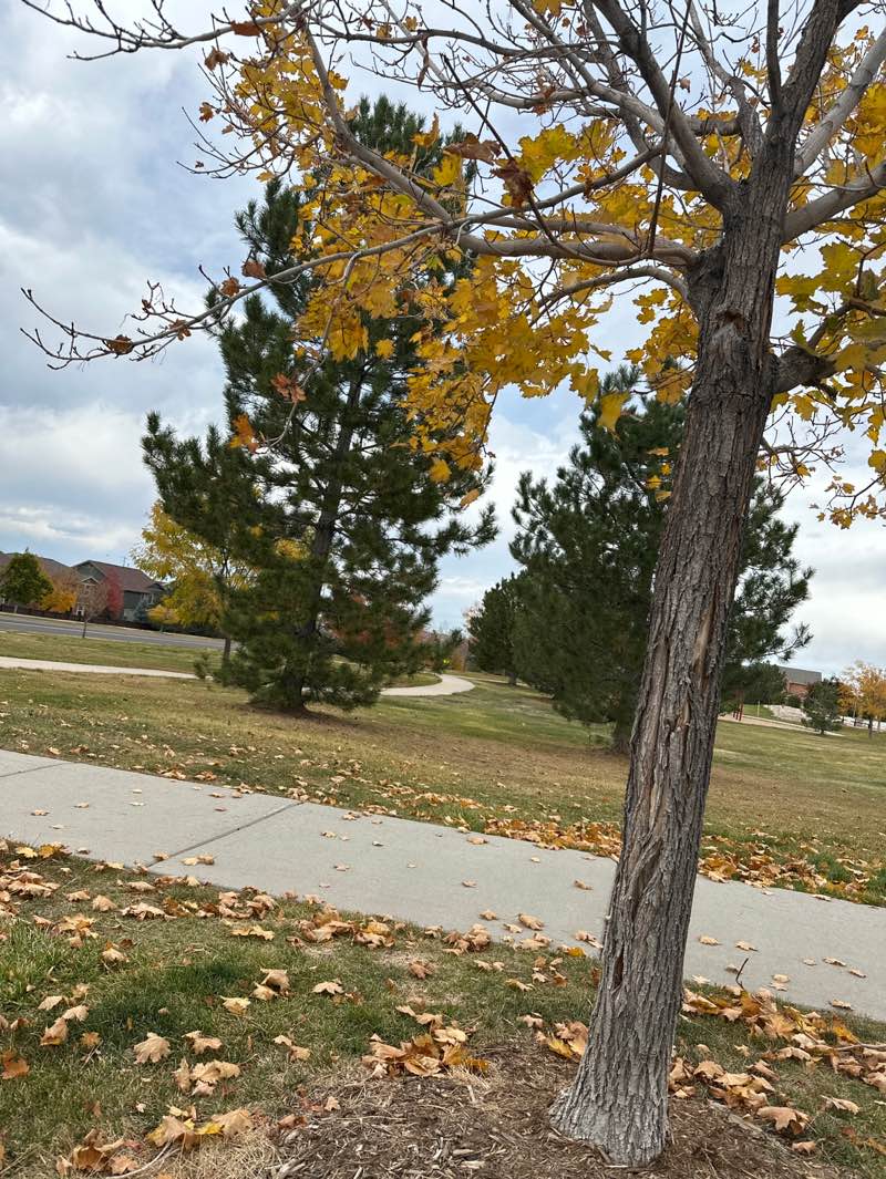 walking near me in Newlin Gulch HOA Park in autumn