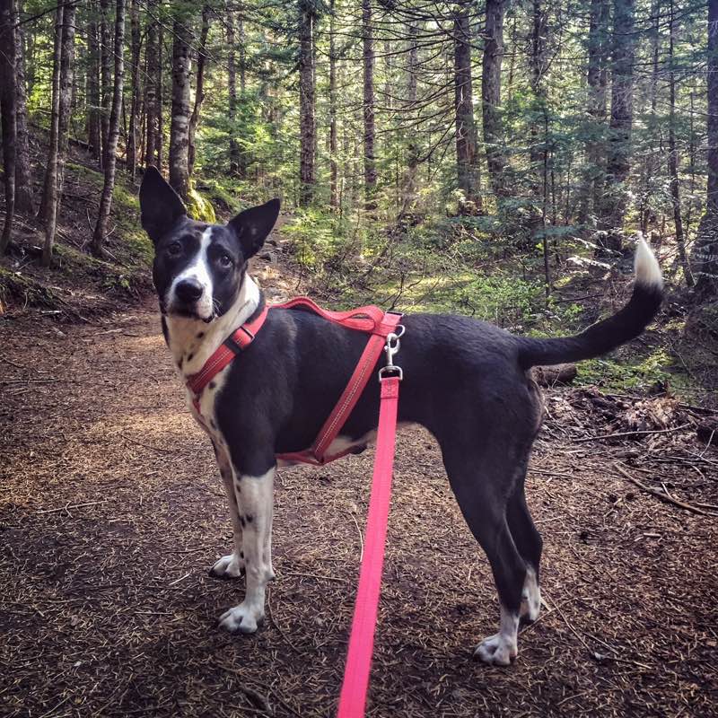 Pepper's Happy Trails