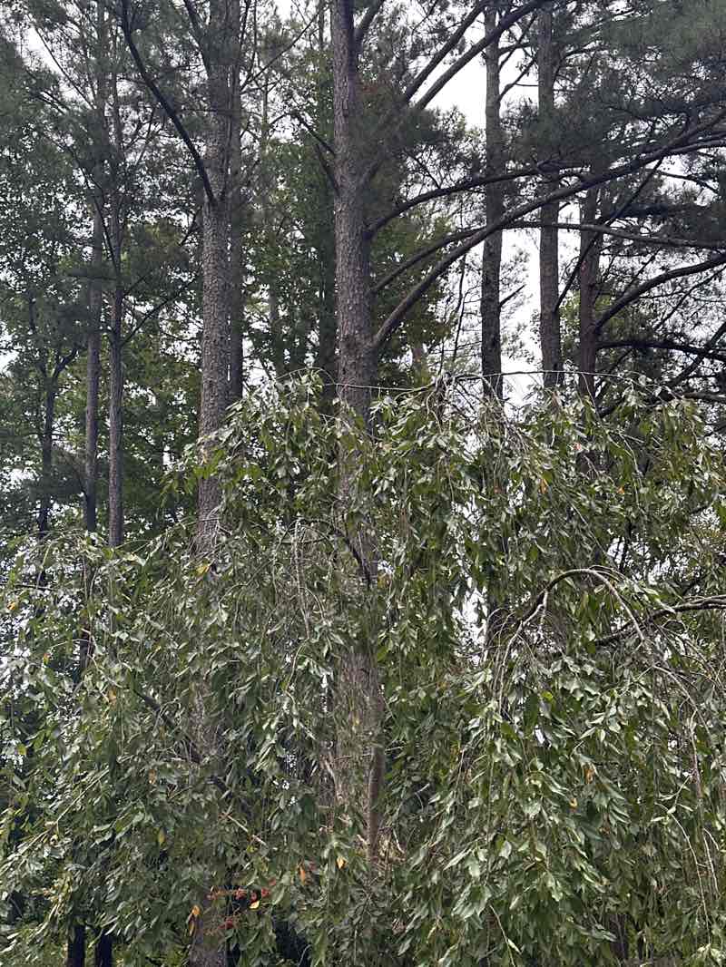 walking near me in Sims Lake Park in autumn