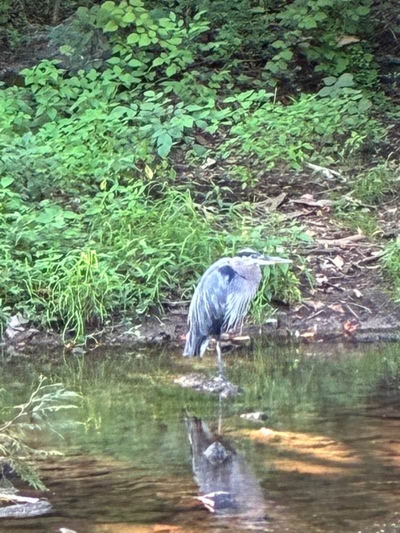 walking near me in The Wyomissing Parklands in autumn