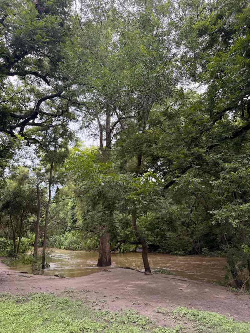 walking near me in Brackenridge Park in summer