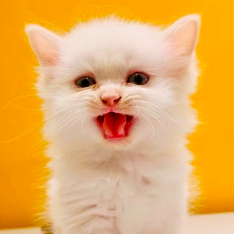 Al Thani Madlahuddin icon