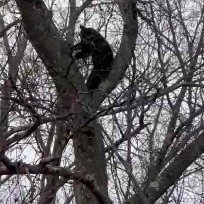 Walk with Me Complete Wellnes donnalynne88 post image