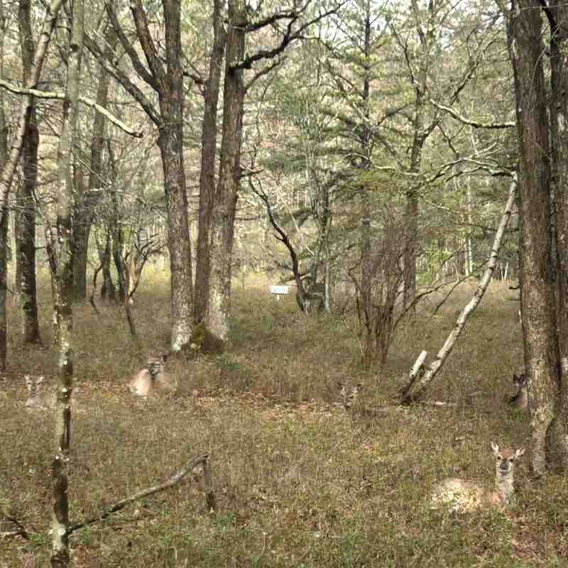 Walk with Me Complete Wellnes donnalynne88 post image