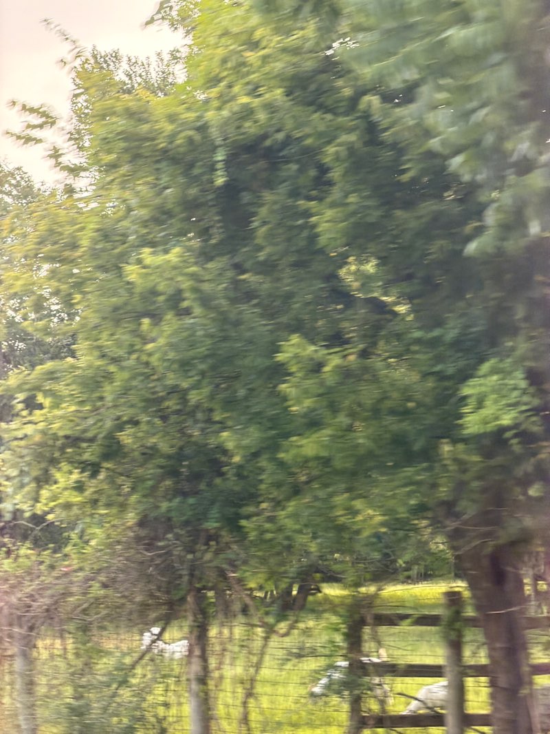 walking near me in Tom Bass Regional Park Section III in summer