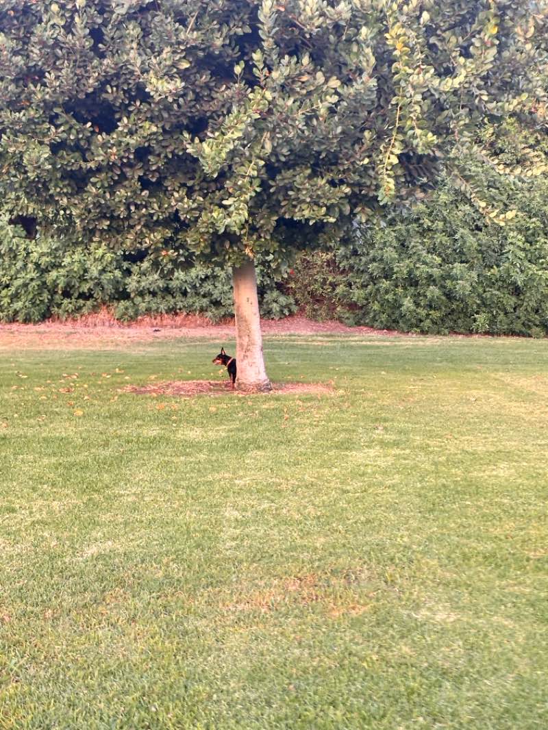 walking near me in Gingrich Park in autumn