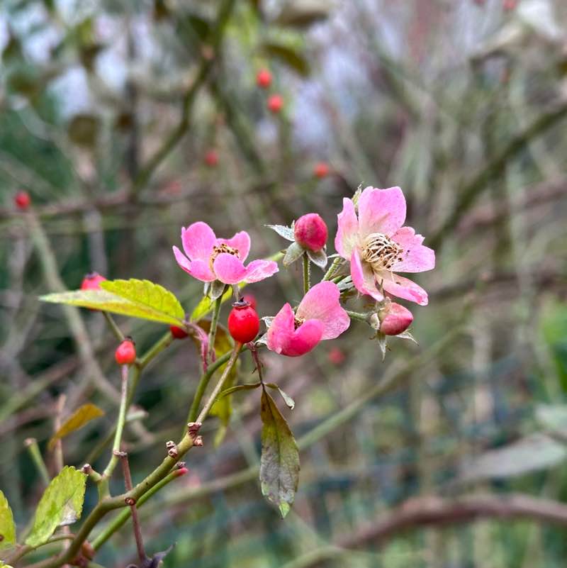 гуляем шагаем Ira post image