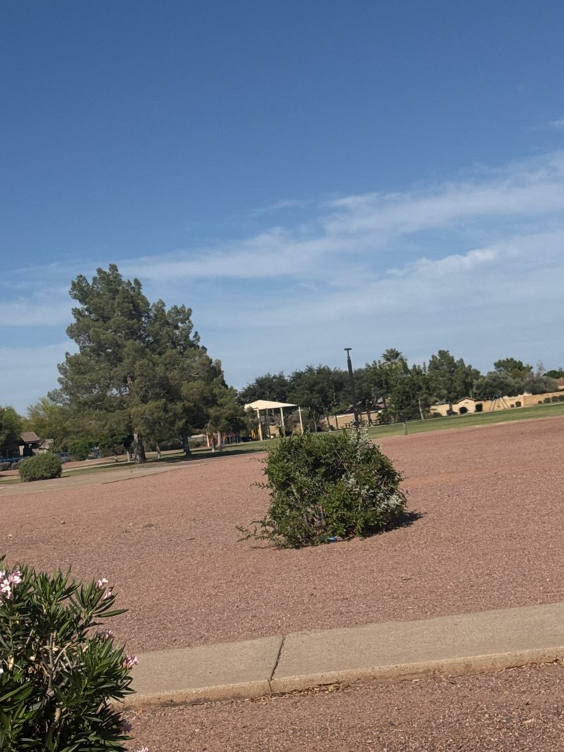 walking near me in Desert Rose Park in summer