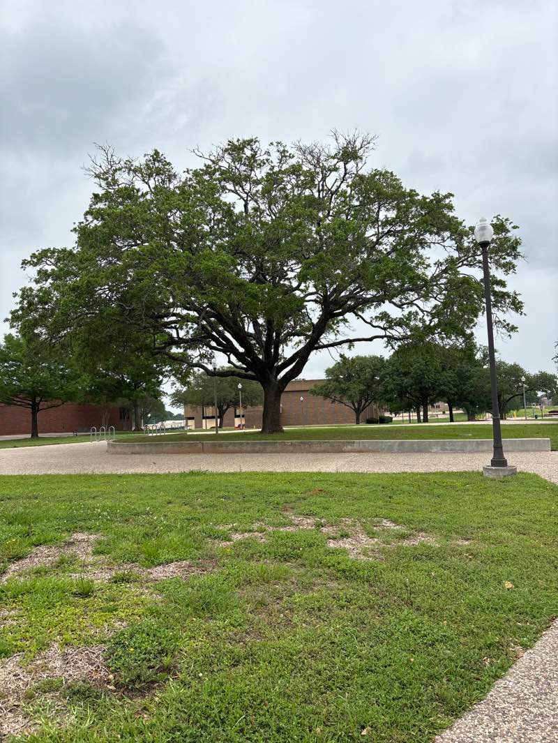 walking near me in Holland and Gaines Memorial Student Park in spring