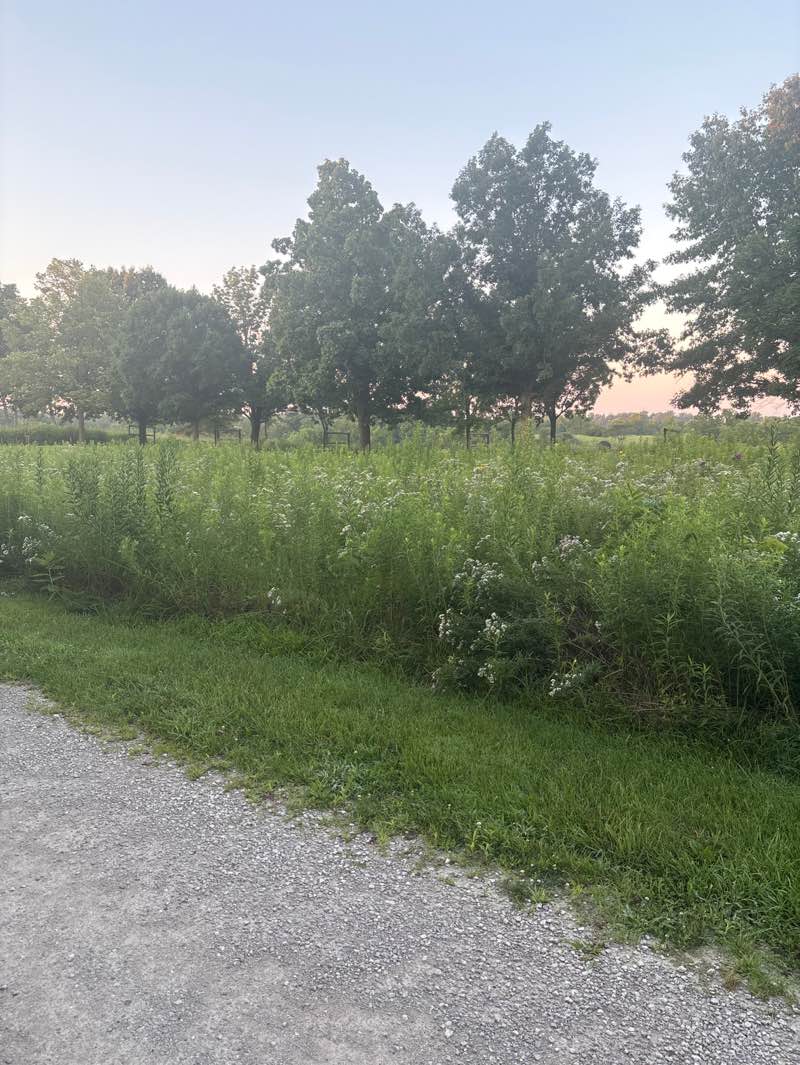 walking near me in Sand Creek Conservation Area in summer