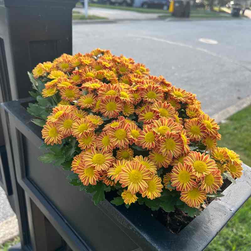 Danielle Anderson post 1