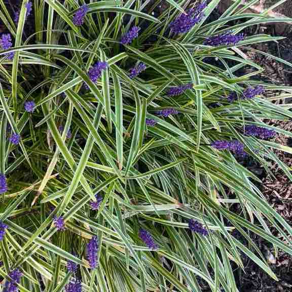 Danielle Anderson post 2