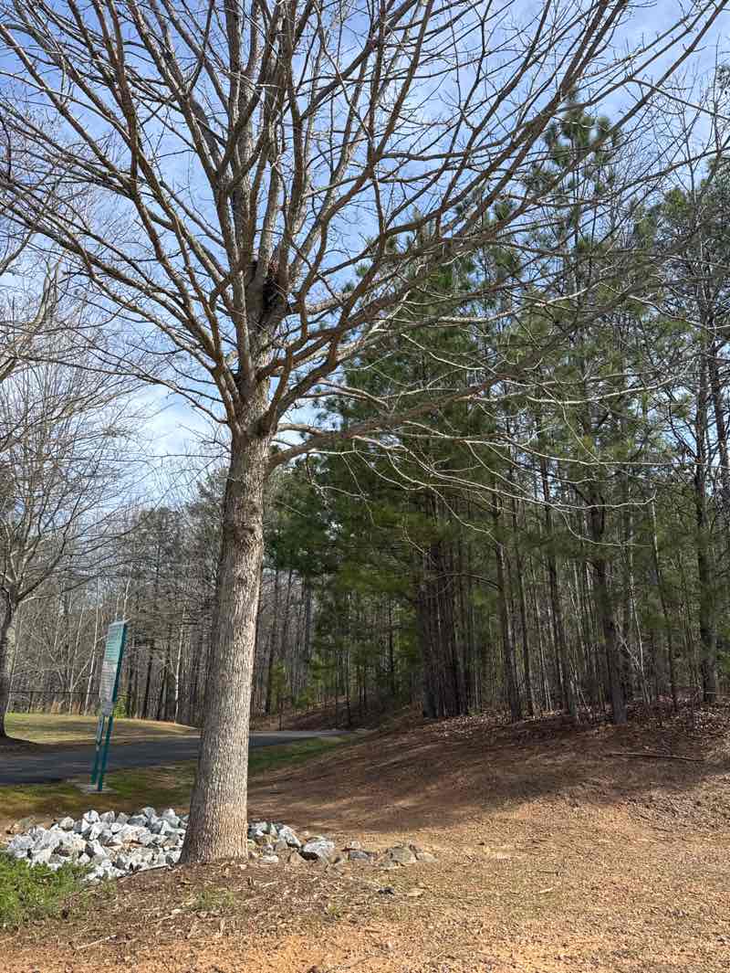 walking near me in Rock Springs Park in spring