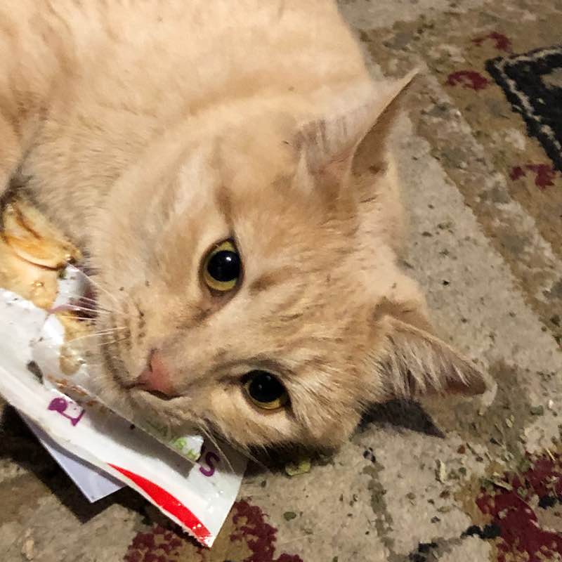 🎄Cats🎄 Stephaniehok post image