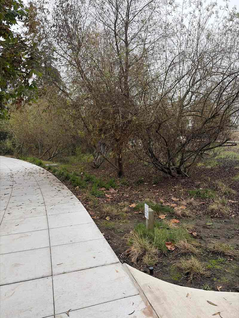 walking near me in Charleston Park in winter