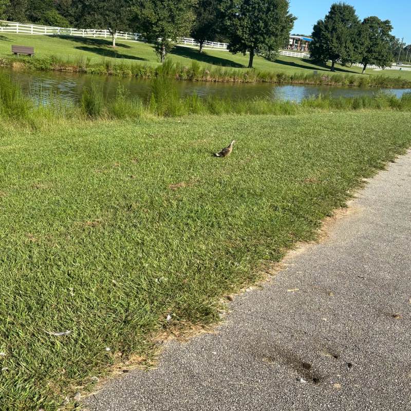 walking near me in Meridian Park in autumn