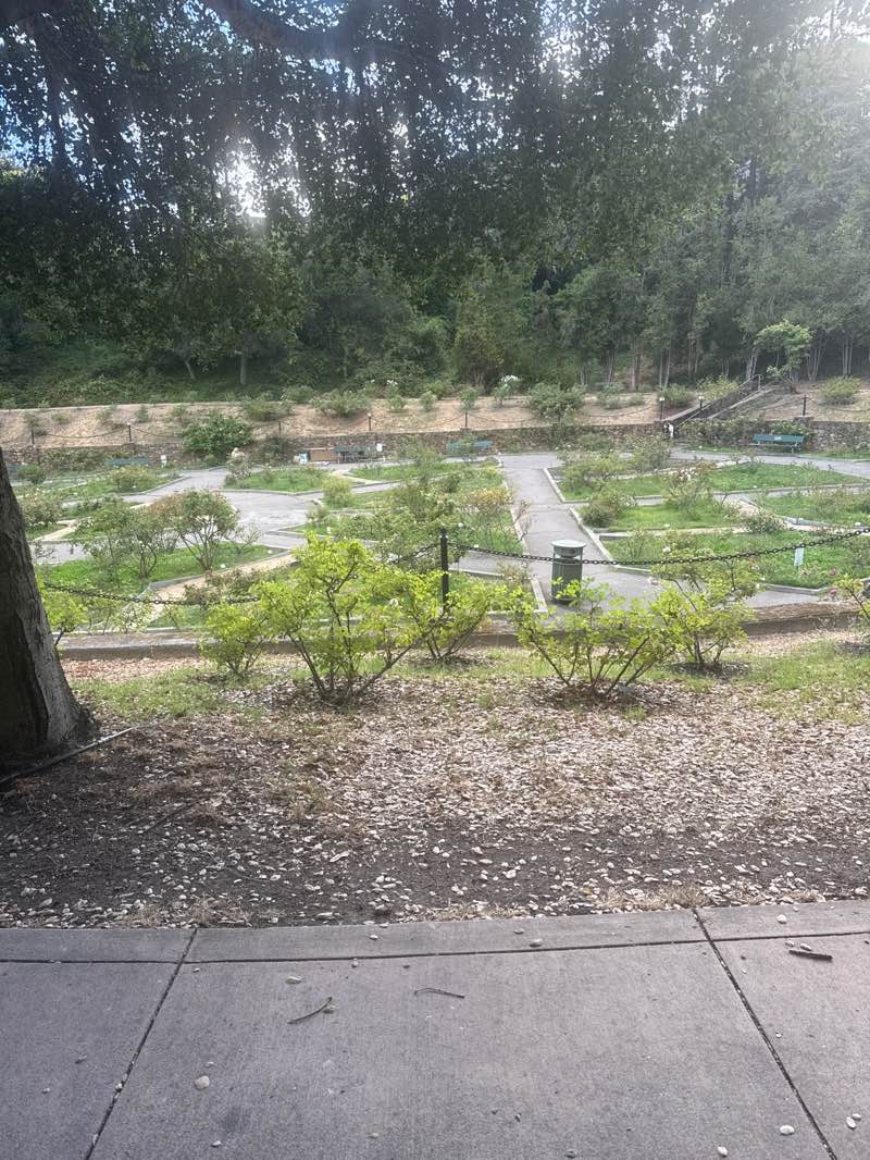 walking near me in Morcom Amphitheatre of Roses in autumn