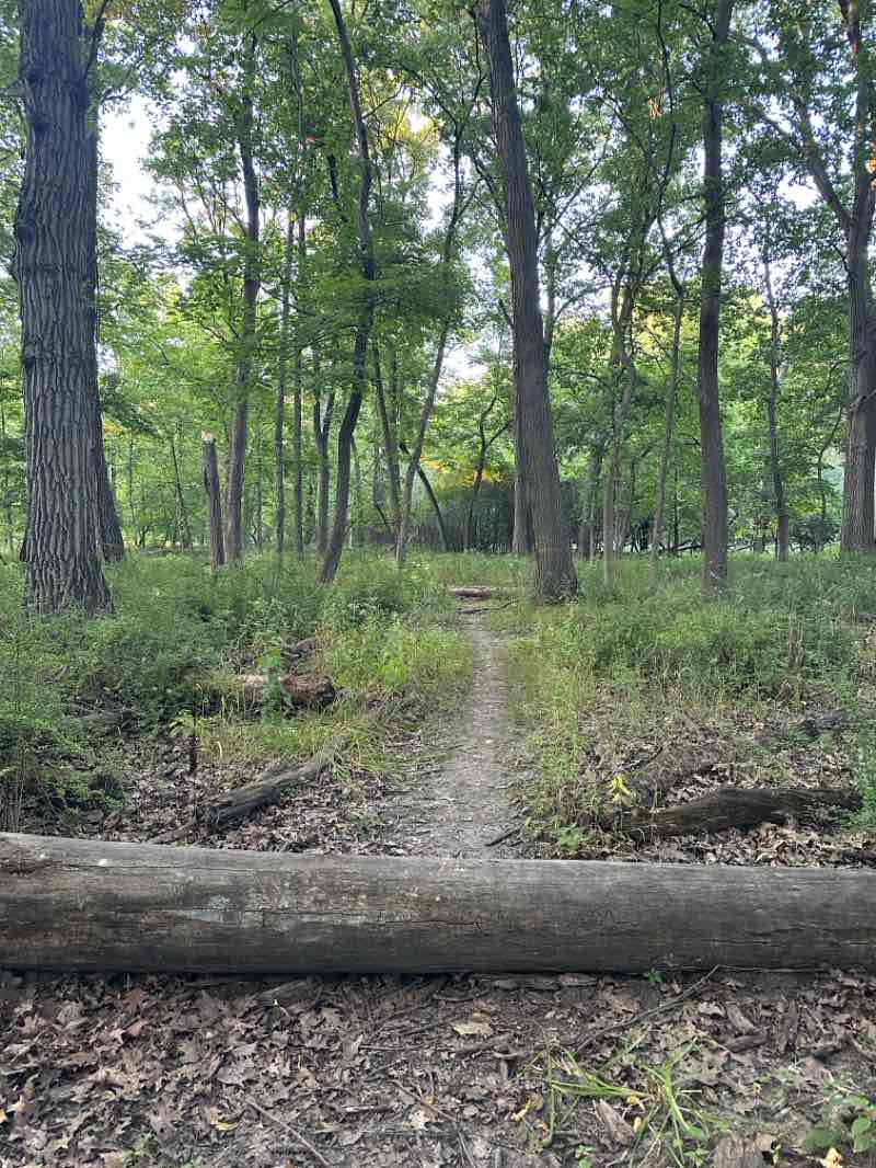 walking near me in Stalica Park in autumn