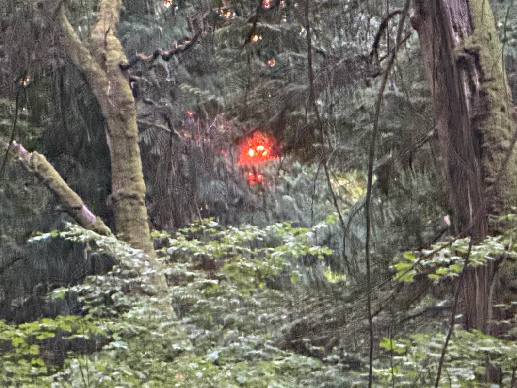 walking near me in Seward Park in autumn