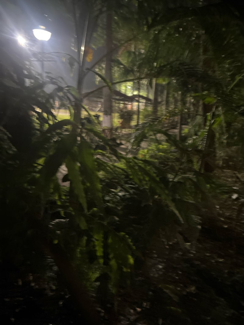 walking near me in Shree Nagar Extension Garden in autumn