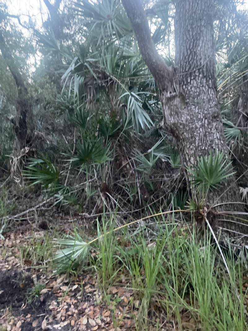 walking near me in Hammock Lakes Park in spring