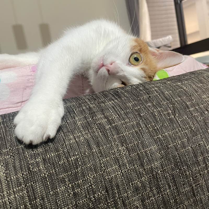 lulu
